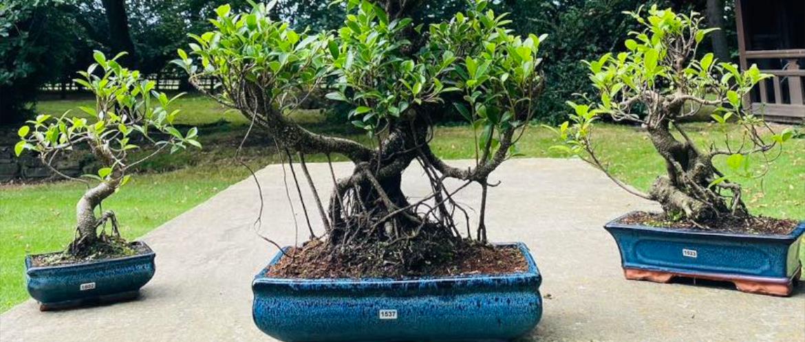 Yorkshire Bonsai